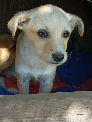 Adoption Opale