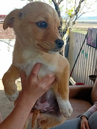 Adopter Jade