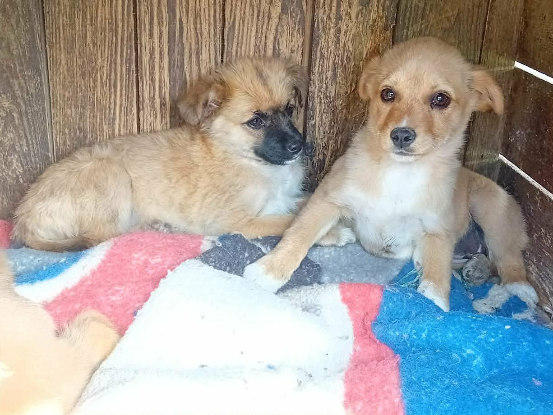 Adopter Jade