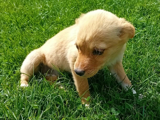 Adopter Jade