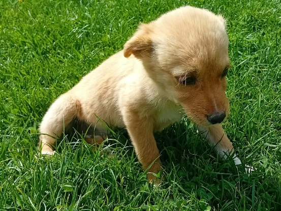 Adoption Jade