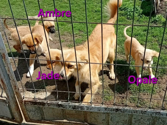 Adoption Jade