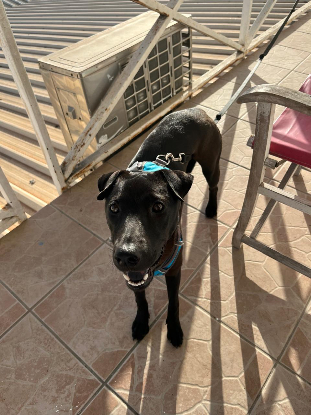 Adoption Nyxe