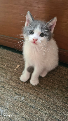 Adopter Domino
