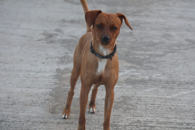 Adopter Milo