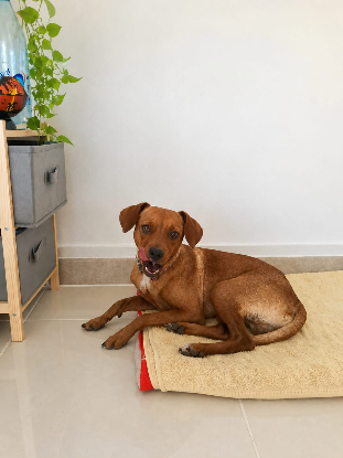 Adopter Milo