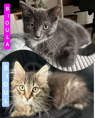 Adopter Bioul et bioula a ensemble