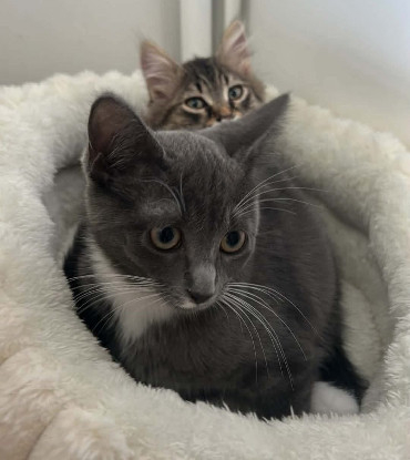 Adoption Bioul et bioula a ensemble