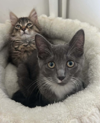 Adoption Bioul et bioula a ensemble