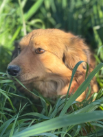 Adopter  chien : Lisa