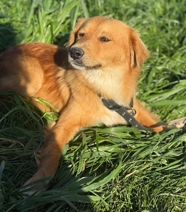 Adopter Lisa