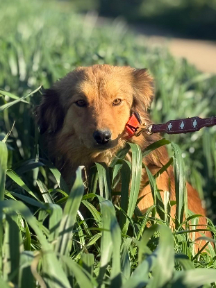 Adopter Lisa