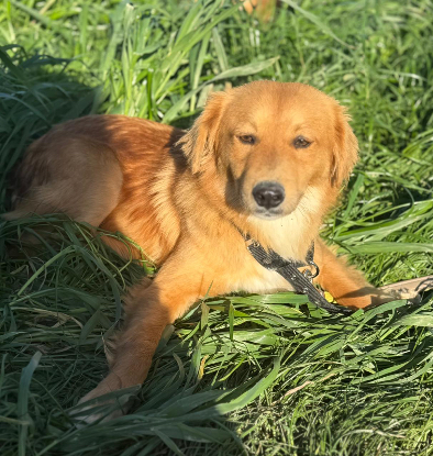 Adoption Lisa