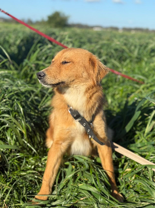 Adoption Lisa