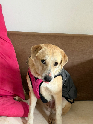 Adopter Simba