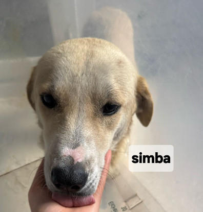 Adopter Simba