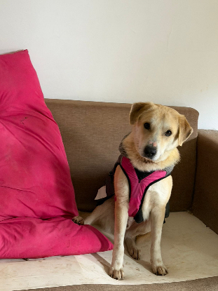 Adopter Simba