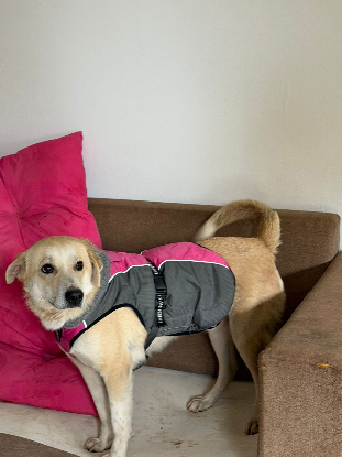 Adoption Simba