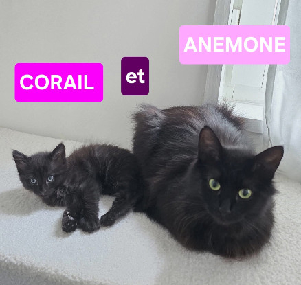 Adopter Anémone et corail