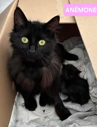 Adopter Anémone et corail