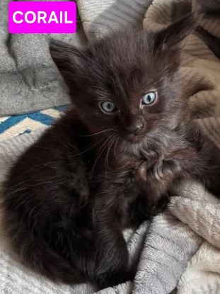 Adopter Anémone et corail