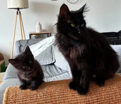 Adoption Anémone et corail