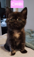 Adopter  chat : Chibi a adoptée avec un chag deja présent chez vous