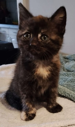 Adopter Chibi a adoptée avec un chag deja présent chez vous