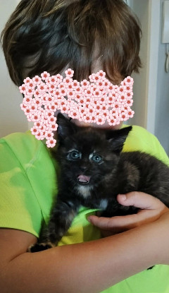 Adopter Chibi a adoptée avec un chag deja présent chez vous