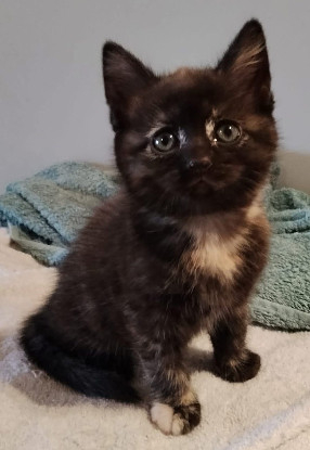 Adoption Chibi a adoptée avec un chag deja présent chez vous