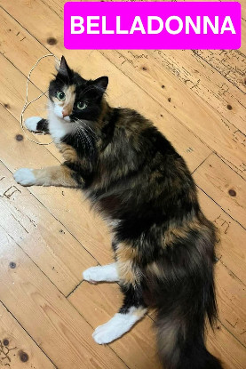 Adopter Belladonna
