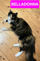 Adopter  chat : Belladonna