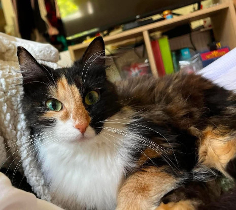 Adopter Belladonna
