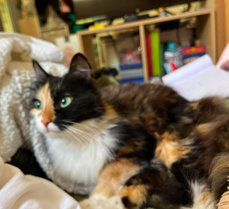 Adopter Belladonna