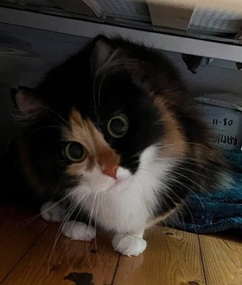 Adoption Belladonna