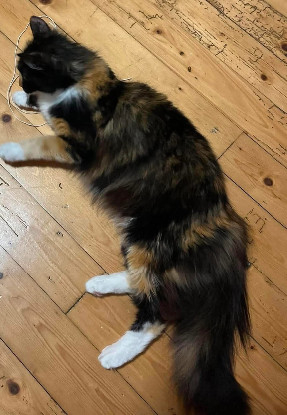 Adoption Belladonna