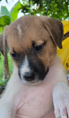 Adopter Alya
