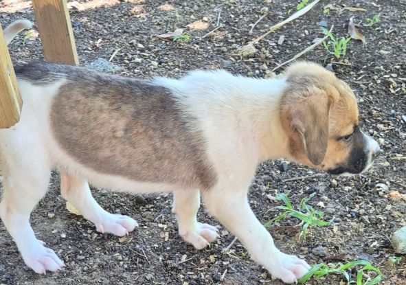 Adopter Alya