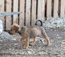 Adopter  chien : Oslow