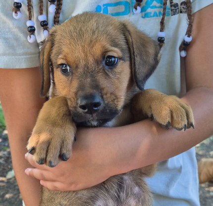 Adopter Oslow