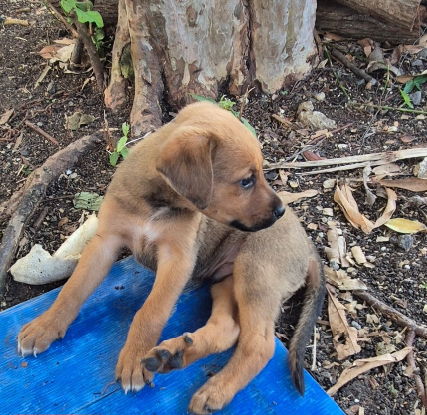 Adopter Cody