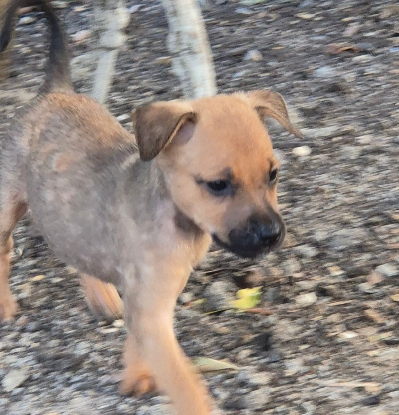 Adopter Cody