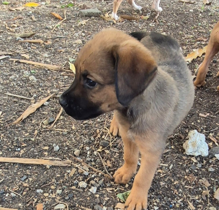 Adopter Aloha