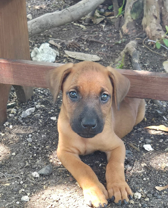 Adopter Fynn