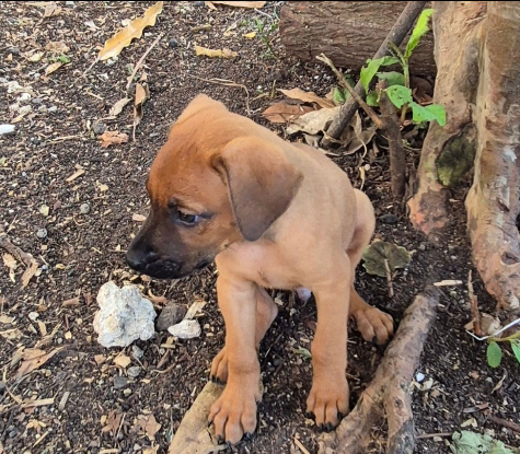 Adopter Fynn