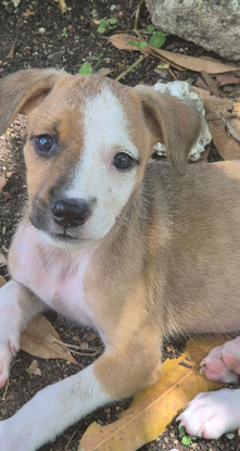 Adopter Lahelia