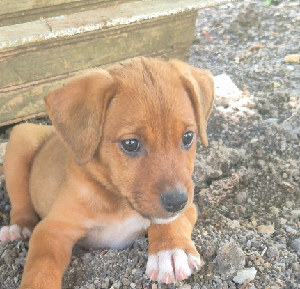 Adopter Mohana