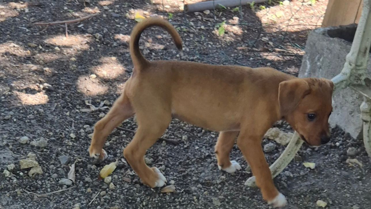 Adopter Mohana