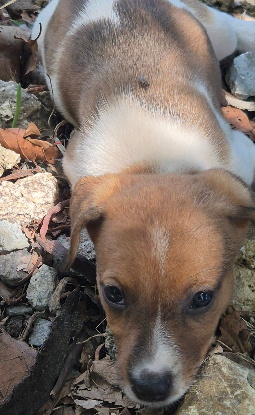 Adopter Seya