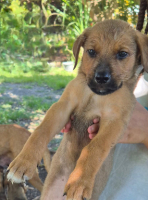 Adopter  chien : Ziggy